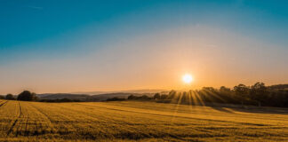 Chwasty i ich nasiona są niezwykle odporne na zwalczanie