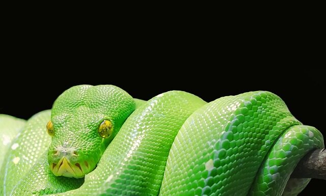 Czy Python to dobry język? Czy Python to dobry język?