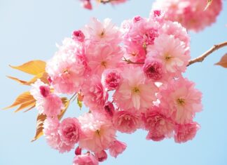 Ile paczek dziennie dostarcza kurier? Ile paczek dziennie dostarcza kurier?