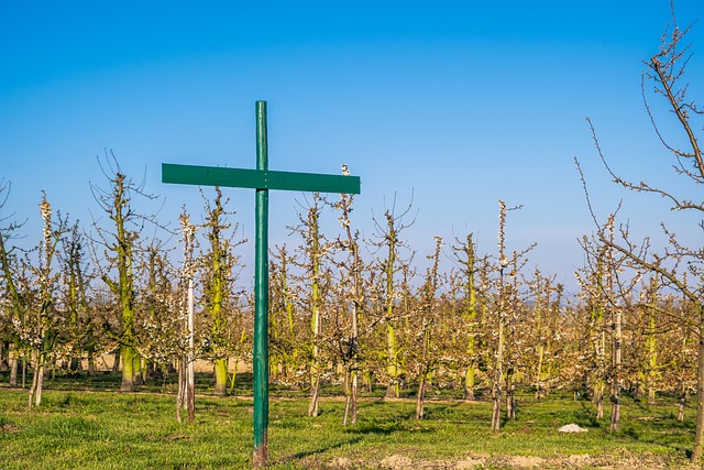 Czy dyrektor ma obowiązek wprowadzić regulamin dofinansowania doskonalenia zawodowego nauczycieli w szkole? Czy dyrektor ma obowiązek wprowadzić regulamin dofinansowania doskonalenia zawodowego nauczycieli w szkole?