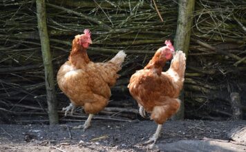 Jakie są typy dystrybucji?