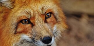 Jak narysować proces?