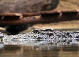 Co to są zasady dydaktyczne?